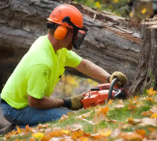 tree services Bay Village